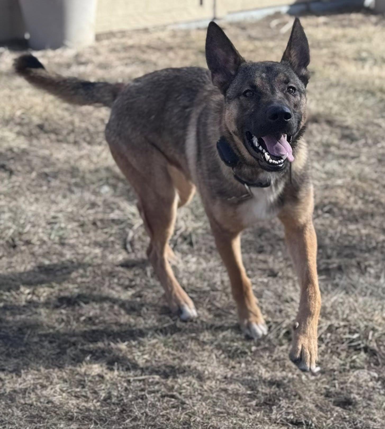 Rocky, adopted, Young Male German Shepherd Dog.