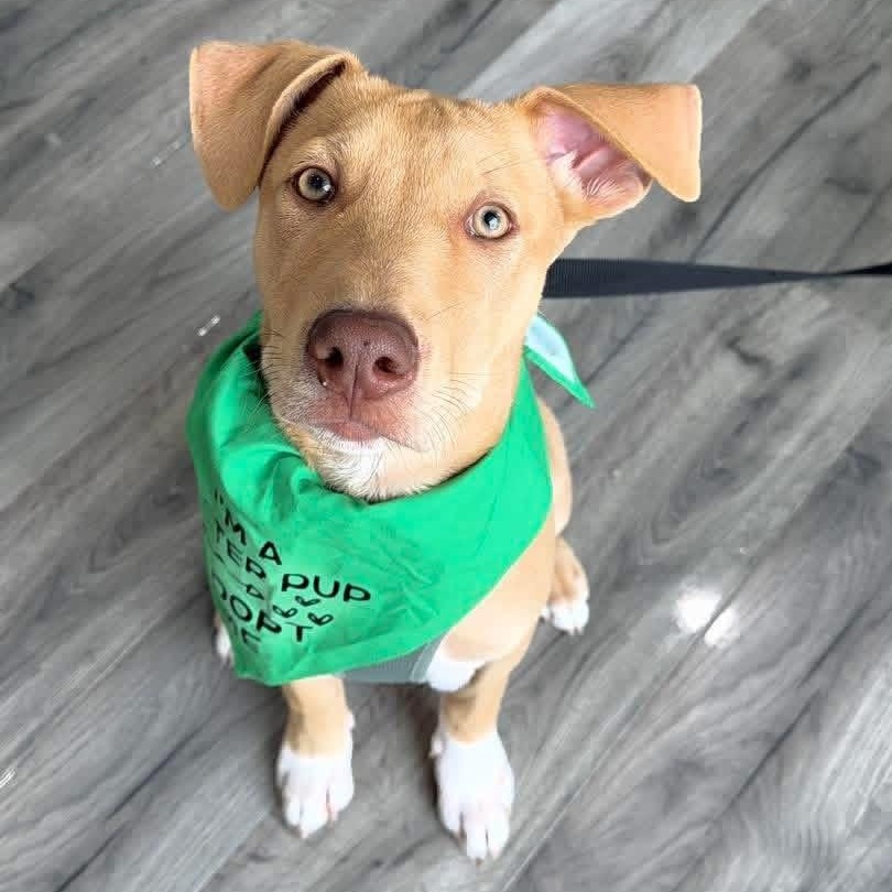 Ringo, ADOPTABLE, Puppy Male Mixed Breed.