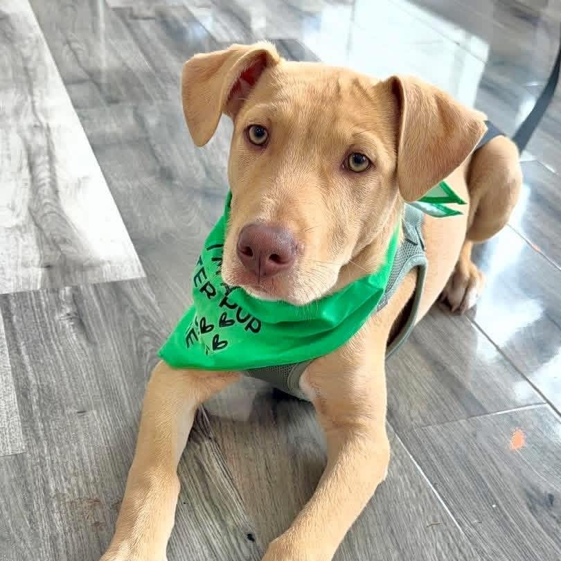 Enlarge Ringo, a ADOPTABLE Mixed Breed in Yaphank, NY image 4/6