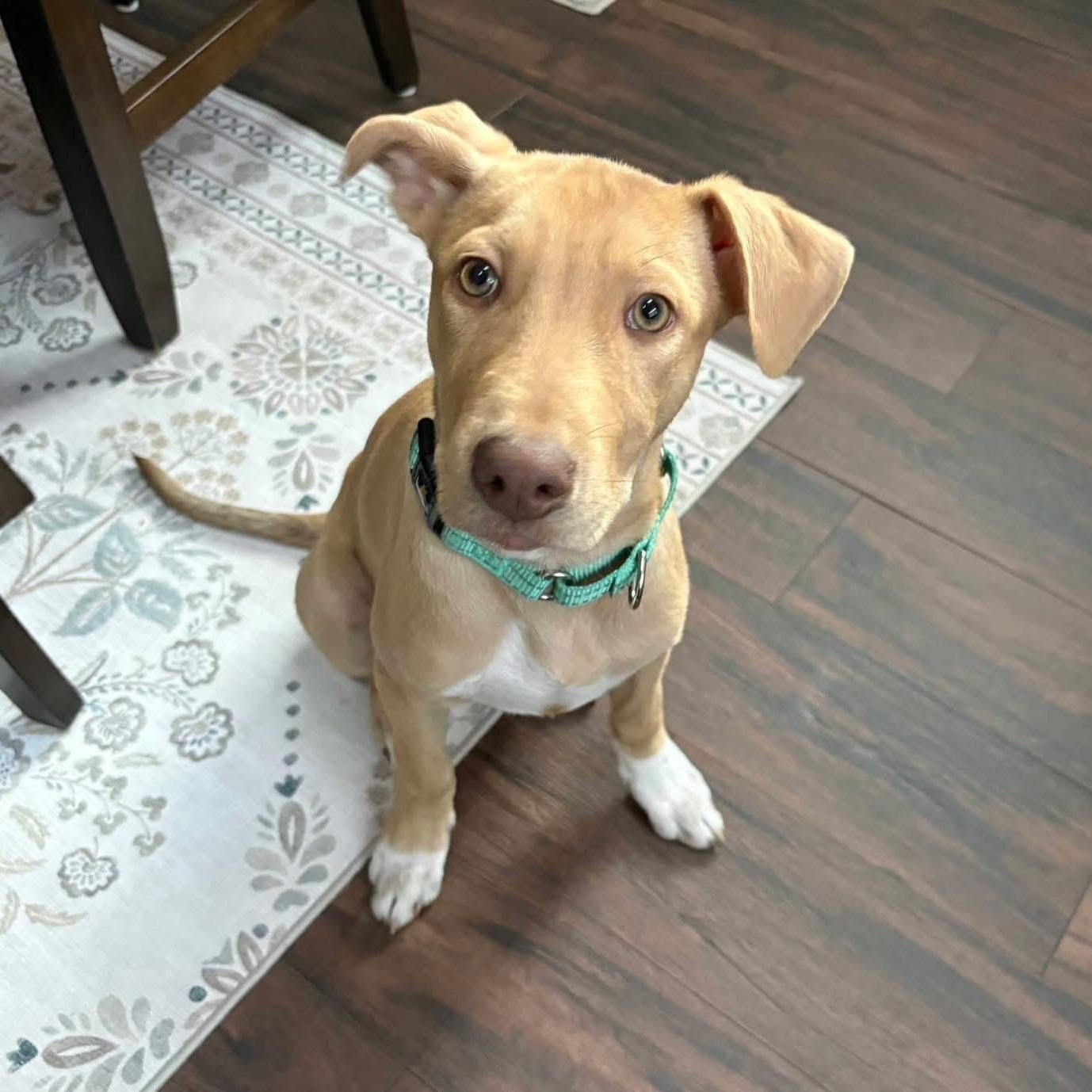 Enlarge Ringo, a ADOPTABLE Mixed Breed in Yaphank, NY image 5/6