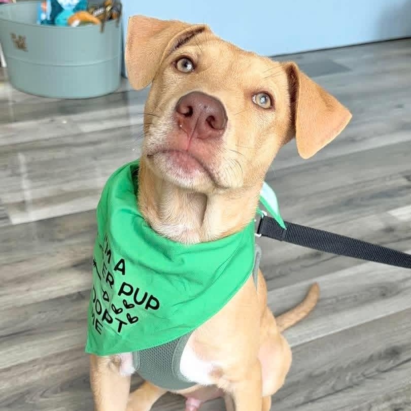 Enlarge Ringo, a ADOPTABLE Mixed Breed in Yaphank, NY image 6/6