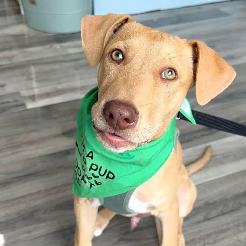 Enlarge Ringo, a ADOPTABLE Mixed Breed in Yaphank, NY image 3/6