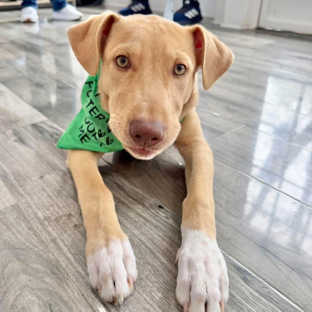 Enlarge Ringo, a ADOPTABLE Mixed Breed in Yaphank, NY image 2/6