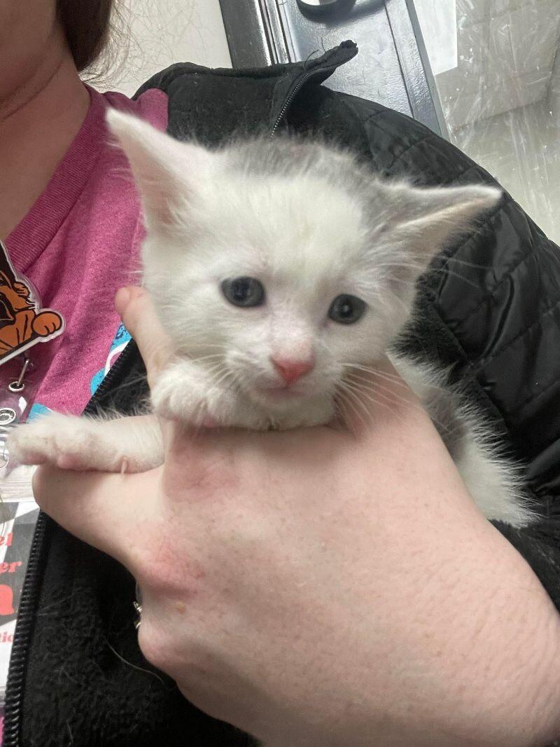 Habanero, Adoptable, Adult Male Domestic Long Hair & Domestic Long Hair.