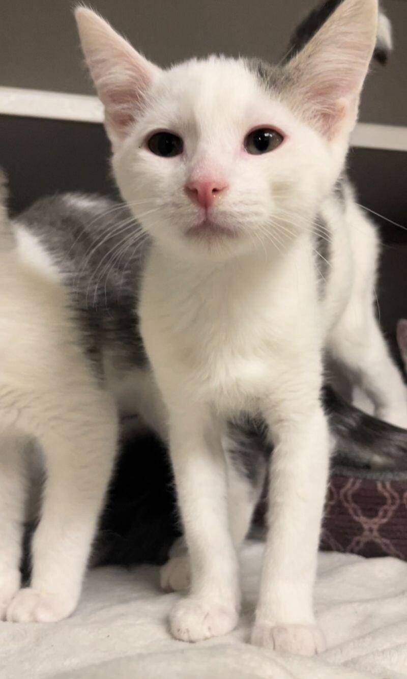 Enlarge Habanero, a Adoptable mixed breed in Osseo, MI image 2/4