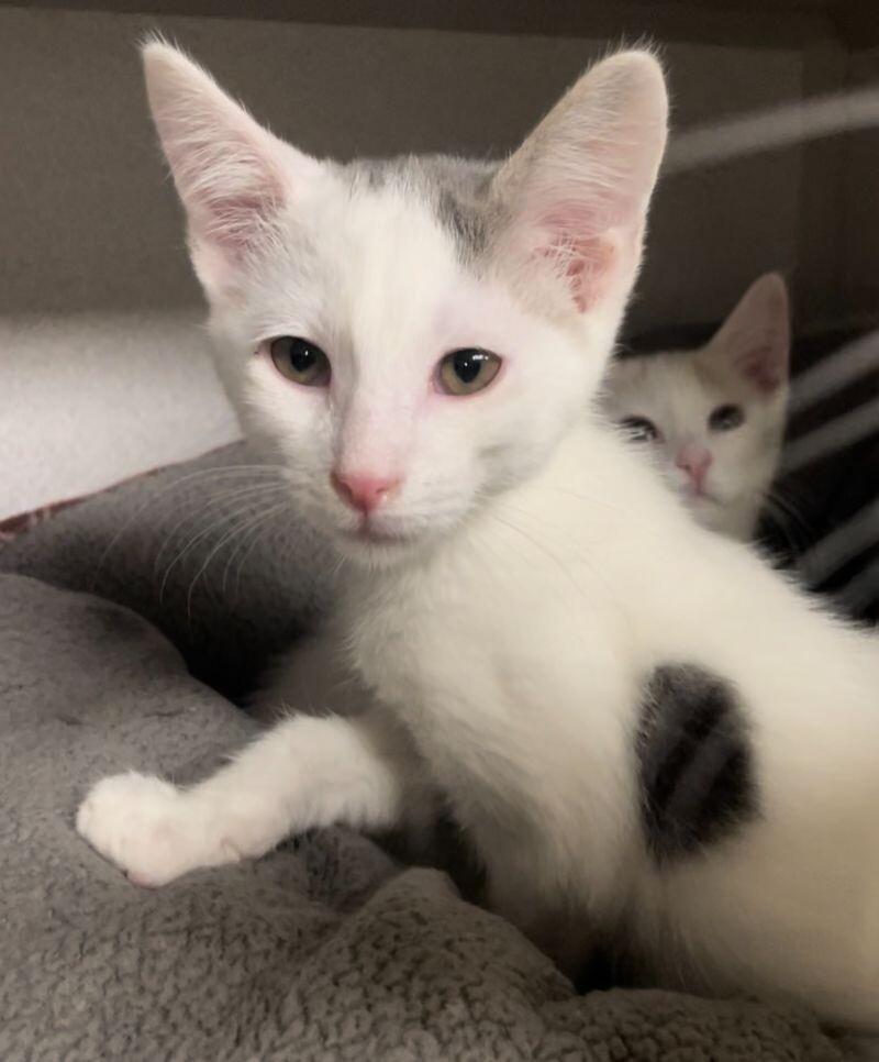 Enlarge Habanero, a Adoptable mixed breed in Osseo, MI image 3/4