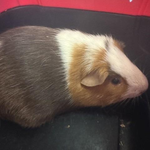 Enlarge Carlos, a Adoptable Guinea Pig in Novelty, OH image 1/1
