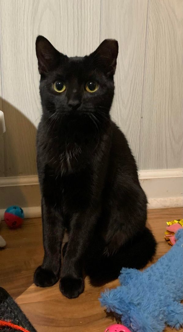 Gumdrop, Adopted, Young Female Bombay & Domestic Short Hair.