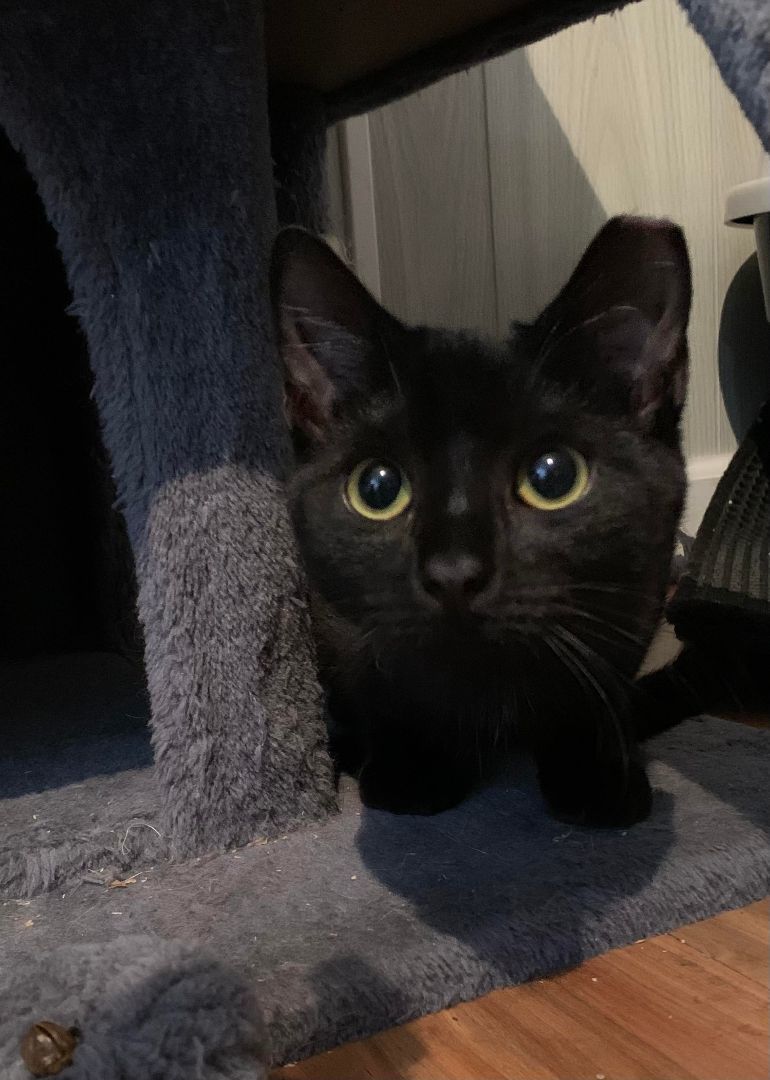 Enlarge Gumdrop, a Adopted mixed breed in Rochester, NY image 2/3