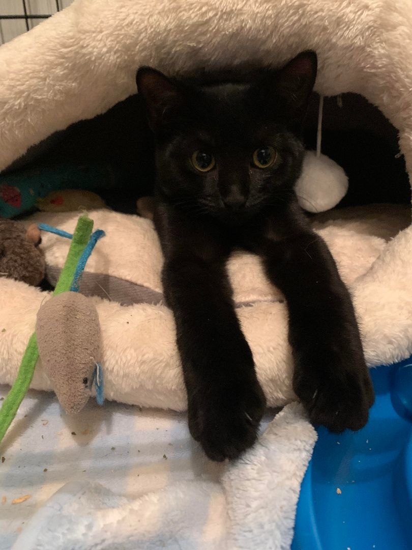 Enlarge Gumdrop, a Adopted mixed breed in Rochester, NY image 3/3