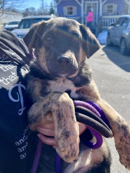 Scooter — thumbnail 2