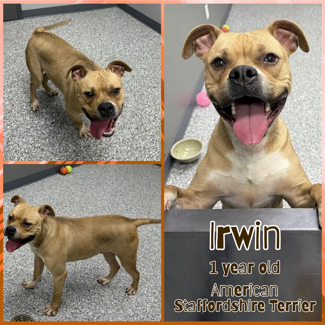 Enlarge Irwin, a ADOPTABLE mixed breed in Franklin, IN image 1/1