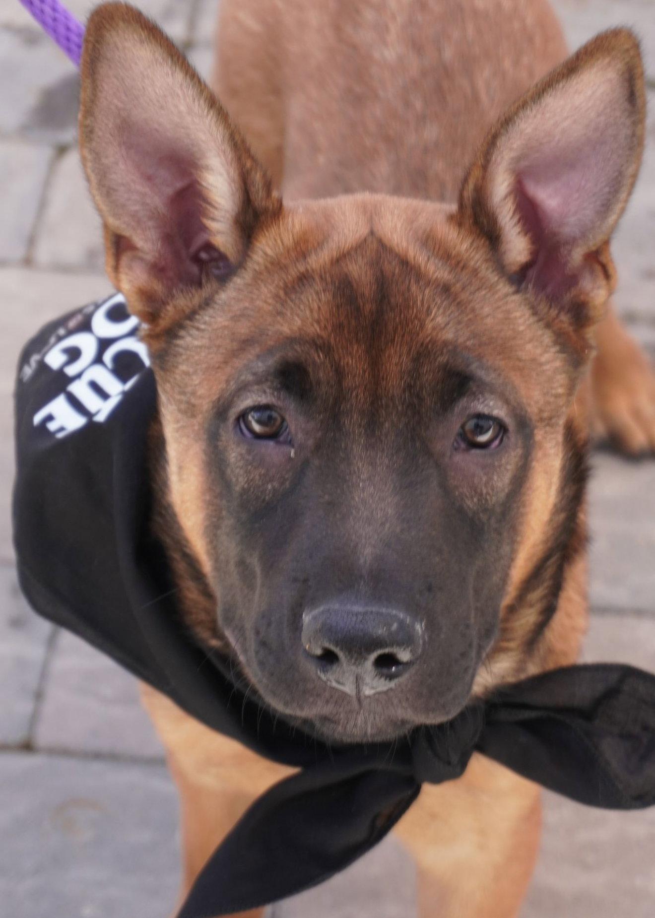 Chase, Adopted, Puppy Male German Shepherd Dog & Belgian Shepherd / Malinois.