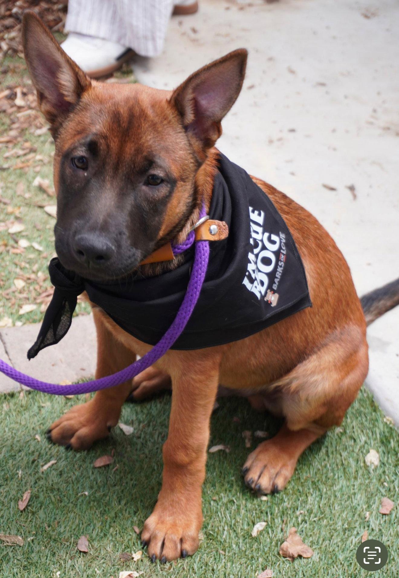 Chase, a Adopted mixed breed in Fullerton, CA image 2/3