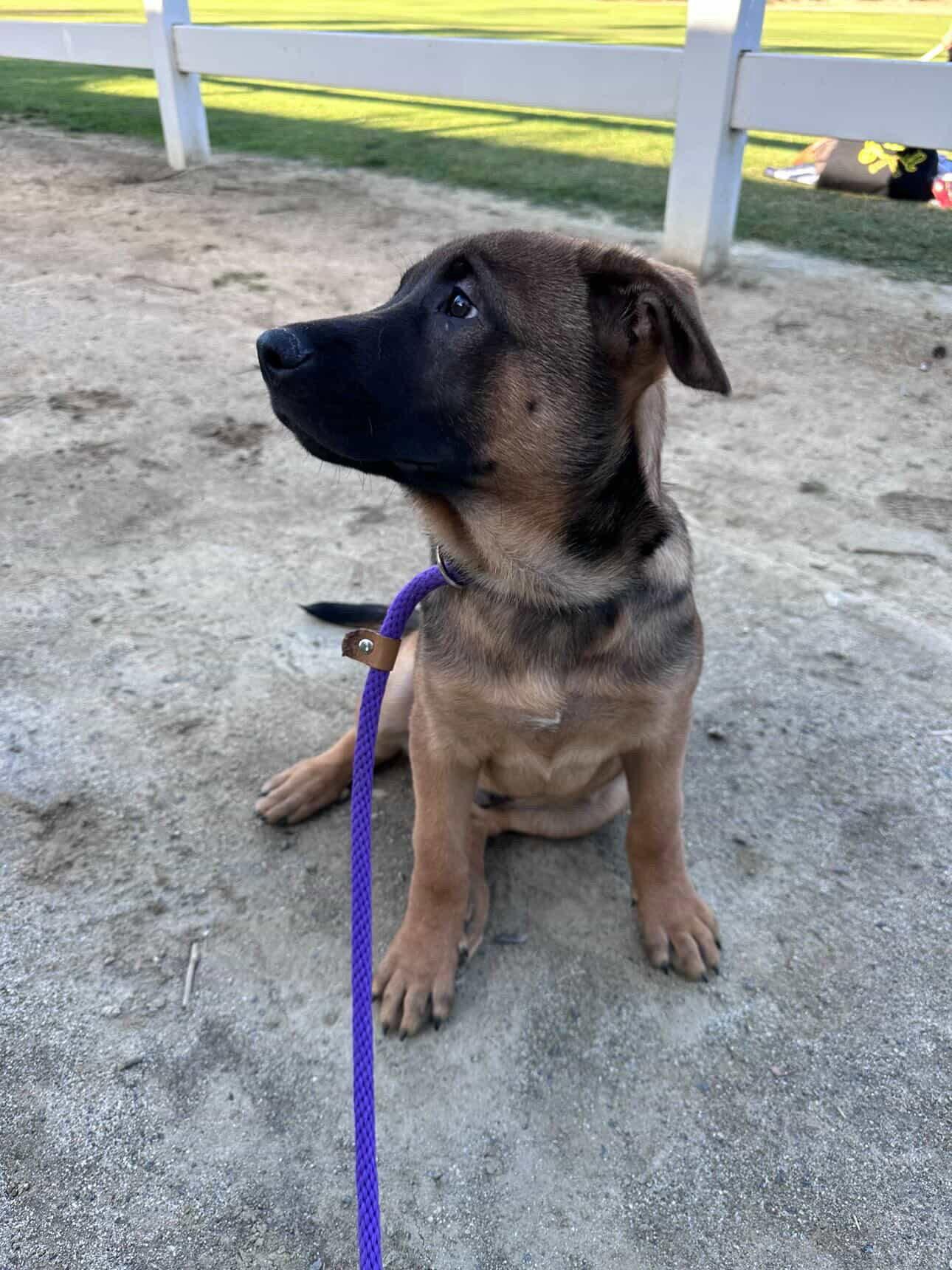 Chase, Adoptable, Puppy Male German Shepherd Dog & Belgian Shepherd / Malinois.