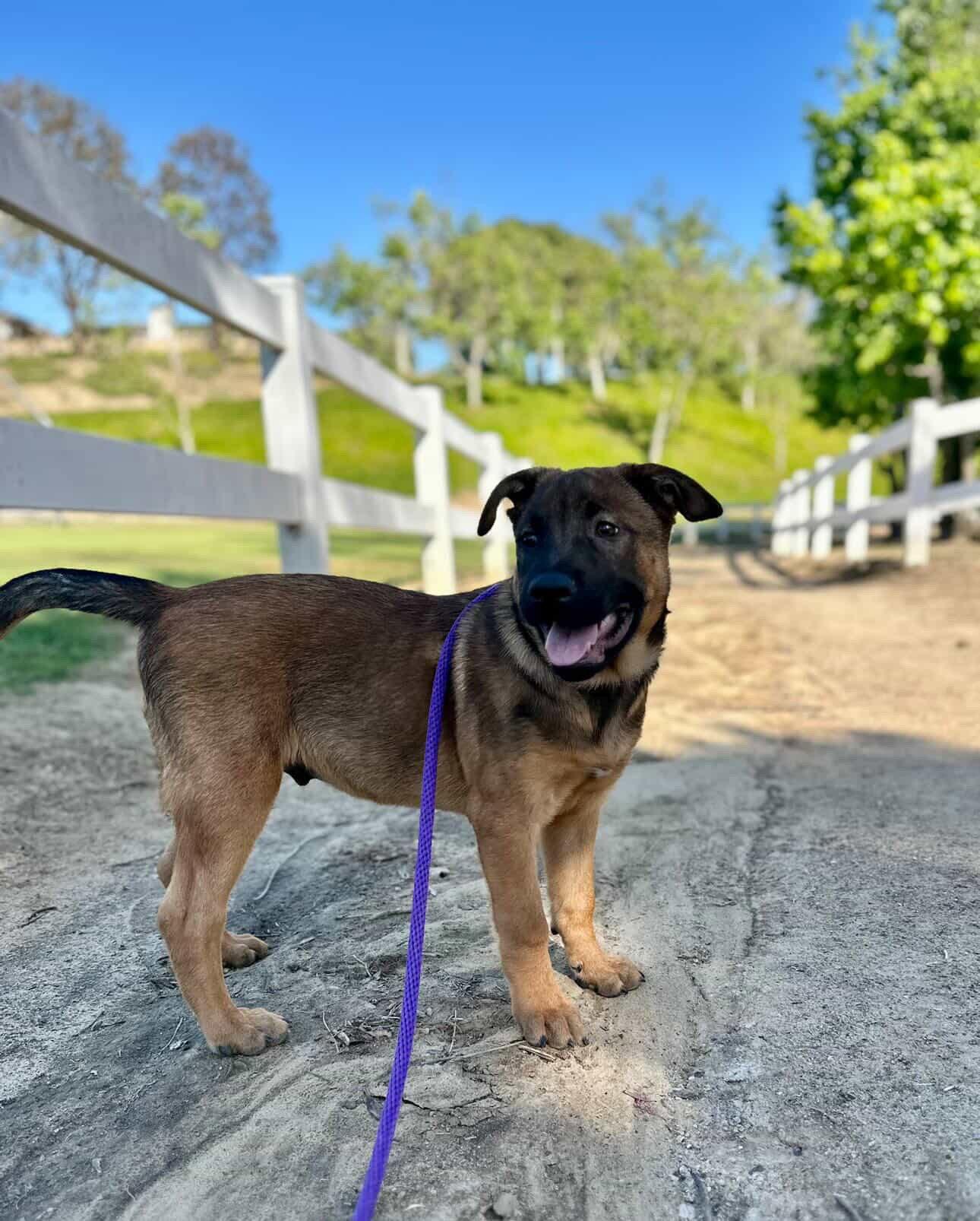 Enlarge Chase, a Adoptable mixed breed in Fullerton, CA image 2/3