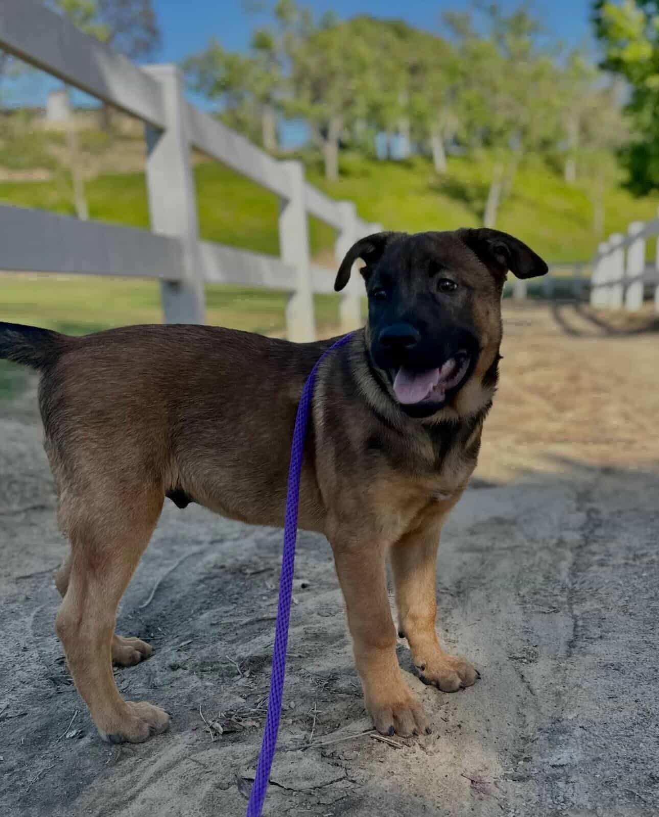Enlarge Chase, a Adoptable mixed breed in Fullerton, CA image 3/3