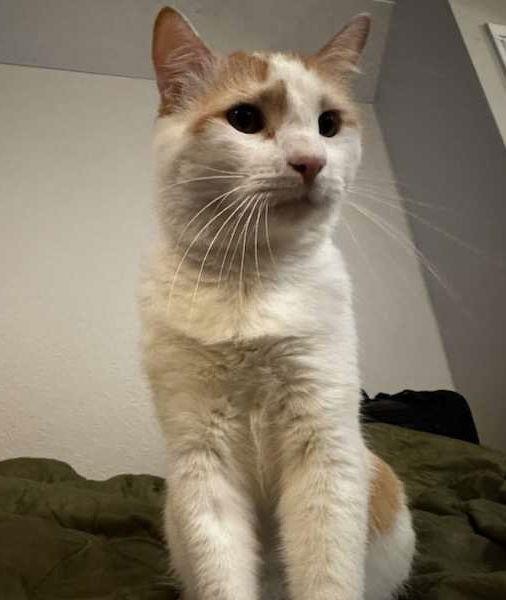 Leo, Adoptable, Adult Male Domestic Short Hair.