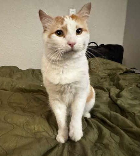 Leo, a Adoptable Domestic Short Hair in Queen Creek, AZ image 2/3