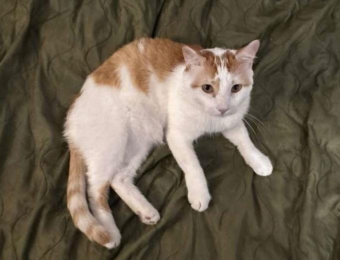 Leo, a Adoptable Domestic Short Hair in Queen Creek, AZ image 3/3