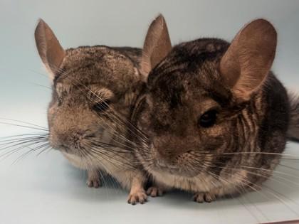 Enlarge Scooter, a Adoptable Chinchilla in Woodbury, MN image 1/2