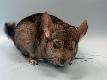 Scooter, Adoptable, Adult Male Chinchilla.