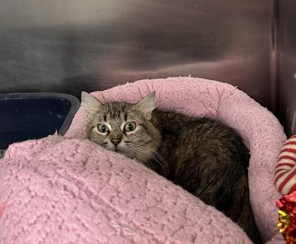 Enlarge Maisie, a Adoptable mixed breed in Rhinelander, WI image 1/1