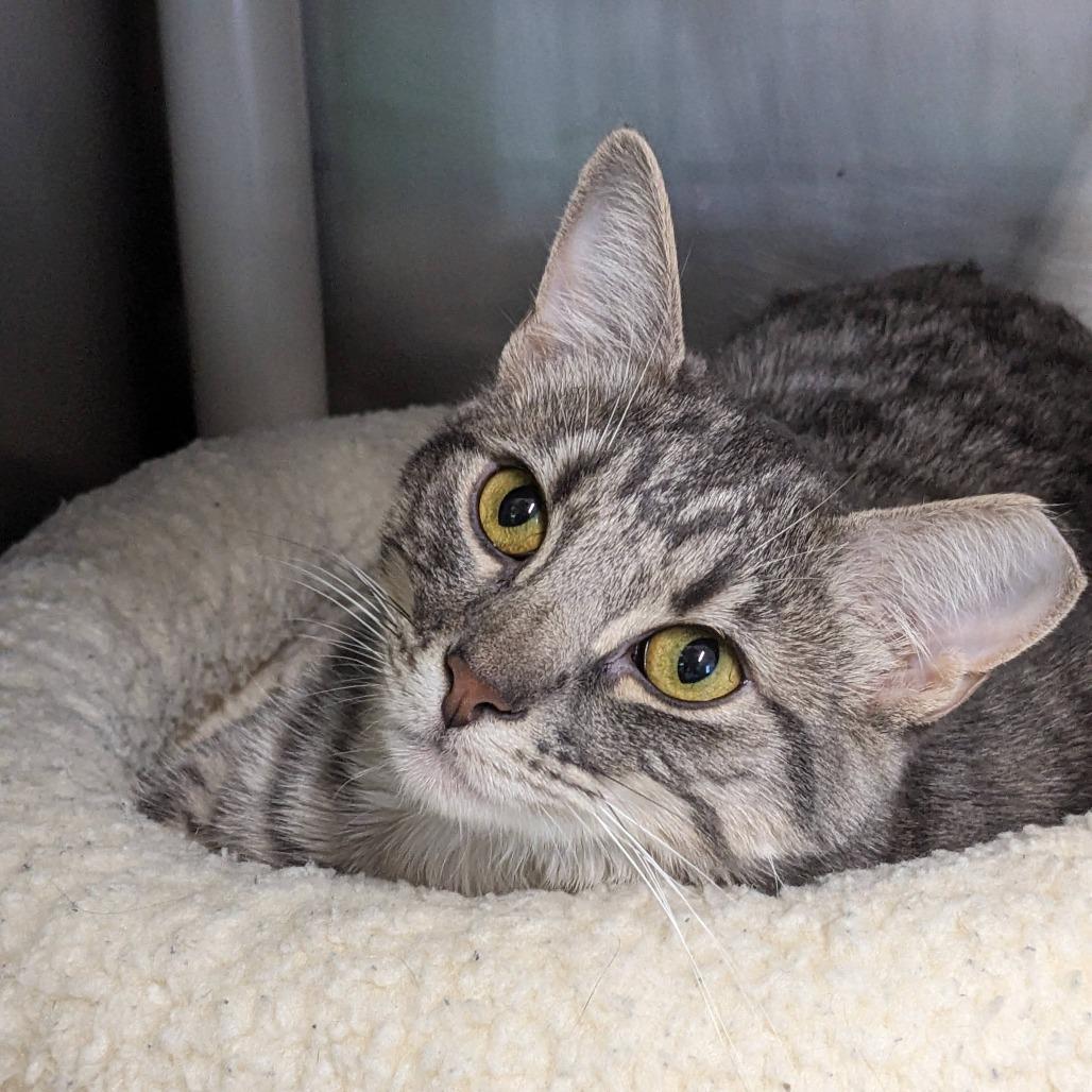 Freya, an adoptable Domestic Short Hair in Cape Girardeau, MO, 63701 | Photo Image 2