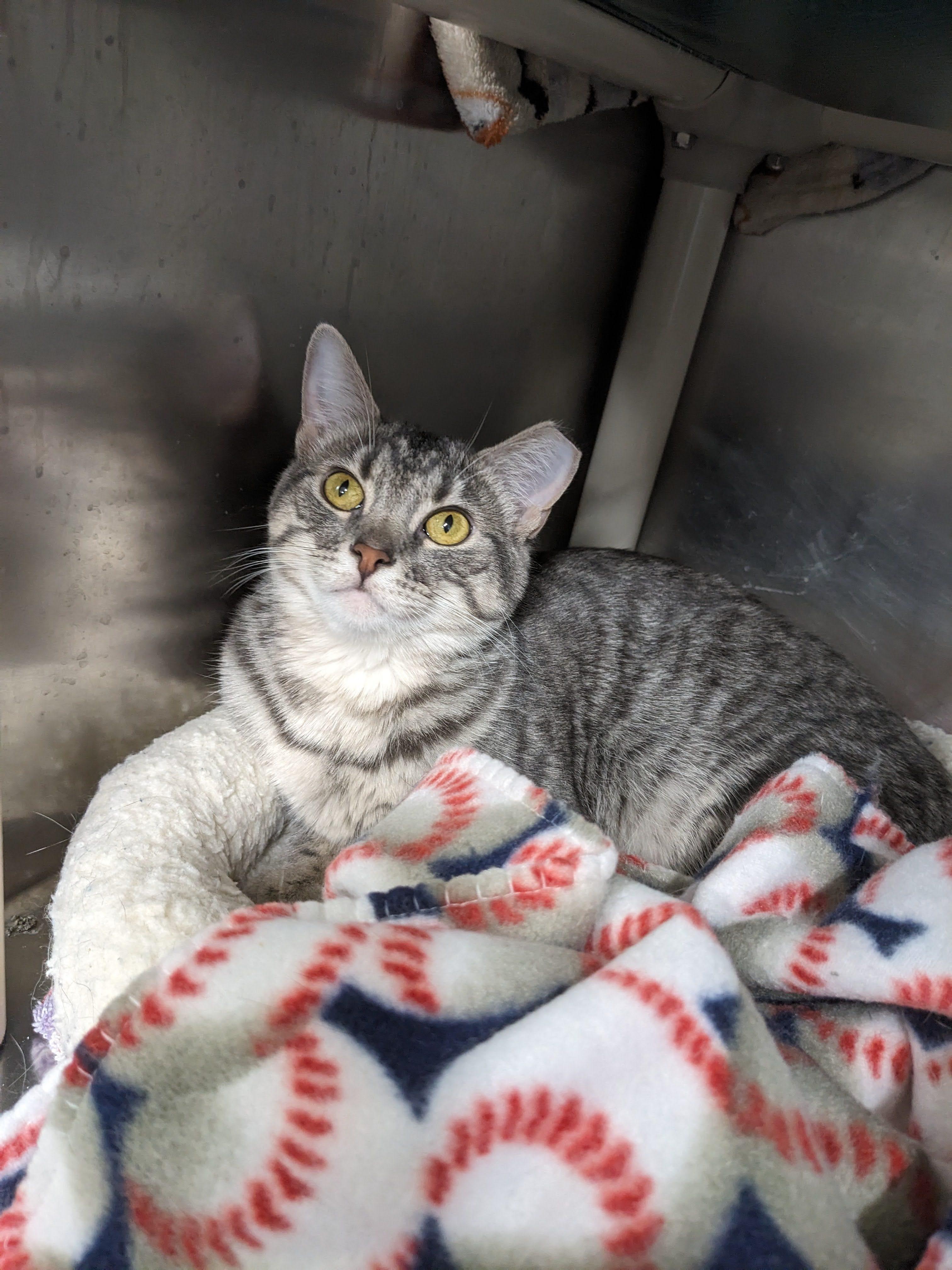 Freya, an adoptable Domestic Short Hair in Cape Girardeau, MO, 63701 | Photo Image 3