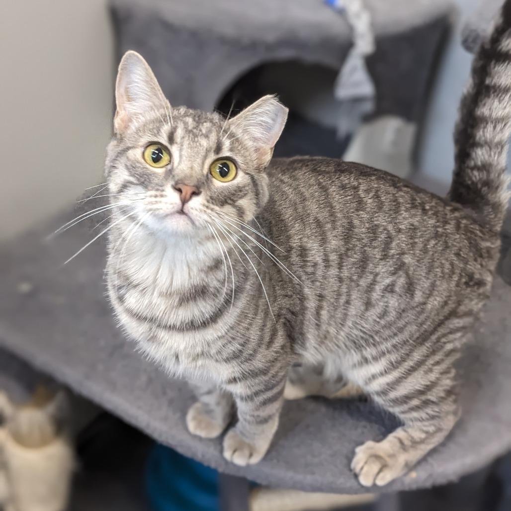 Freya, Baby Female Domestic Short Hair