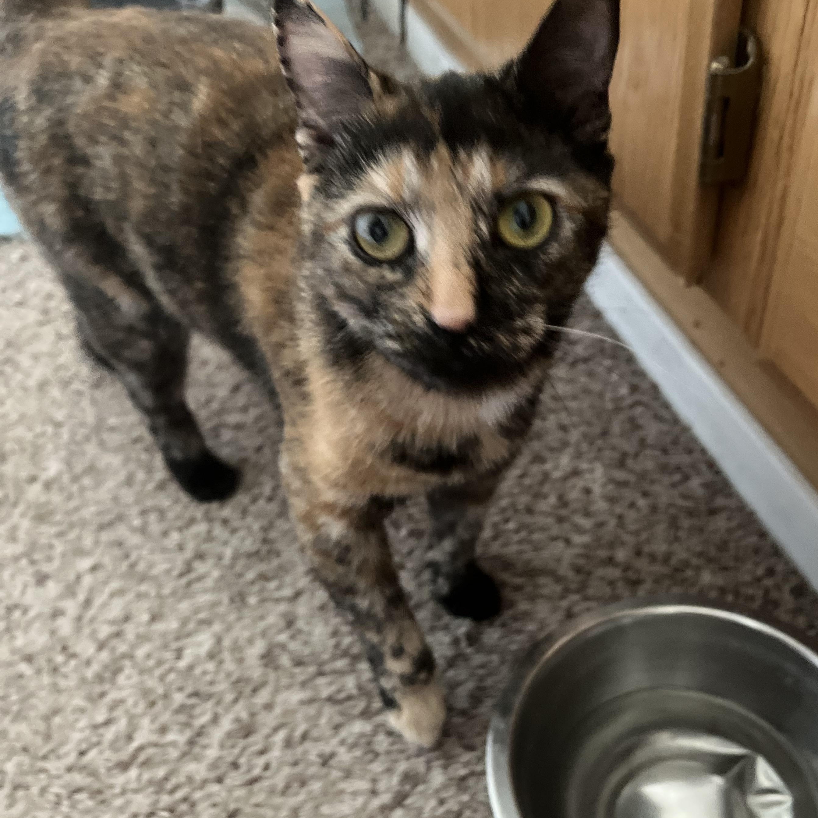 LB (Little Biscut), a ADOPTABLE mixed breed in Brentwood, CA image 1/2