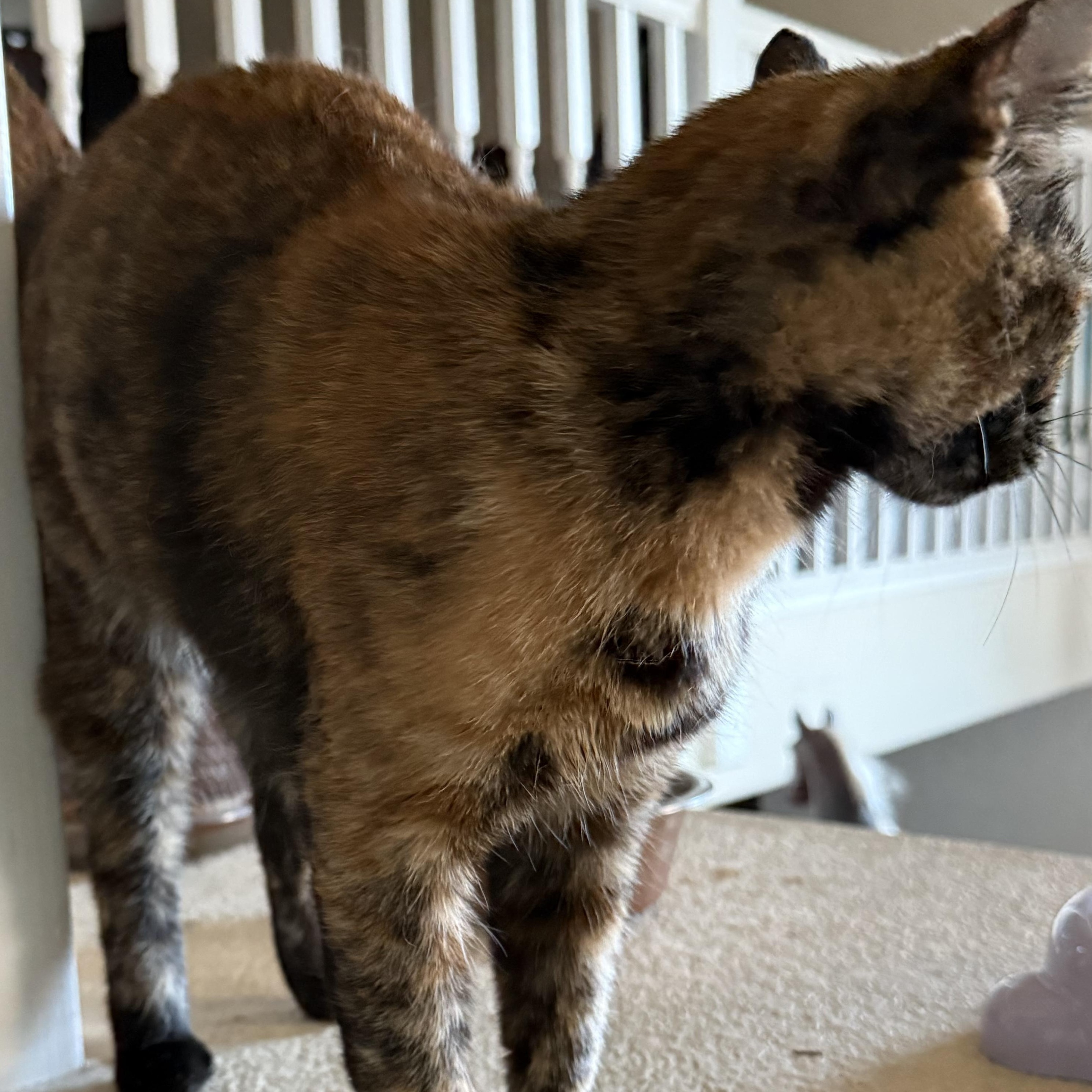 LB (Little Biscut), a ADOPTABLE mixed breed in Brentwood, CA image 2/2