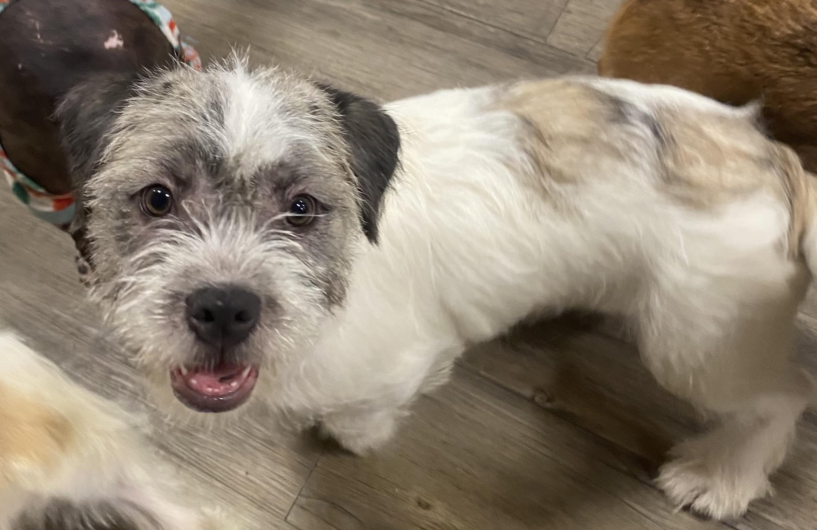 Veronica, an adopted mixed breed in warrenville, SC image 2/5