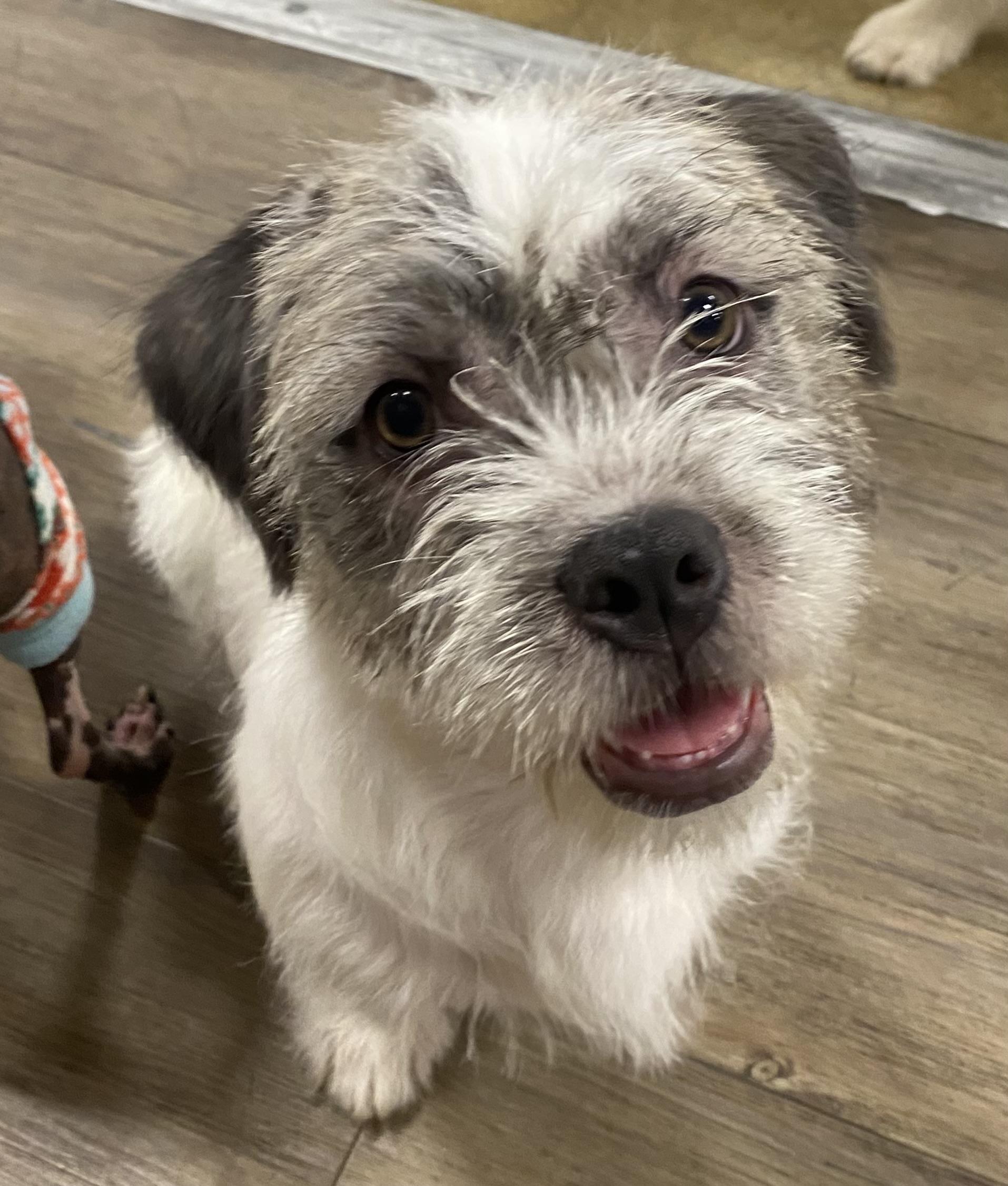 Veronica, adopted, Young Female Shih Tzu.