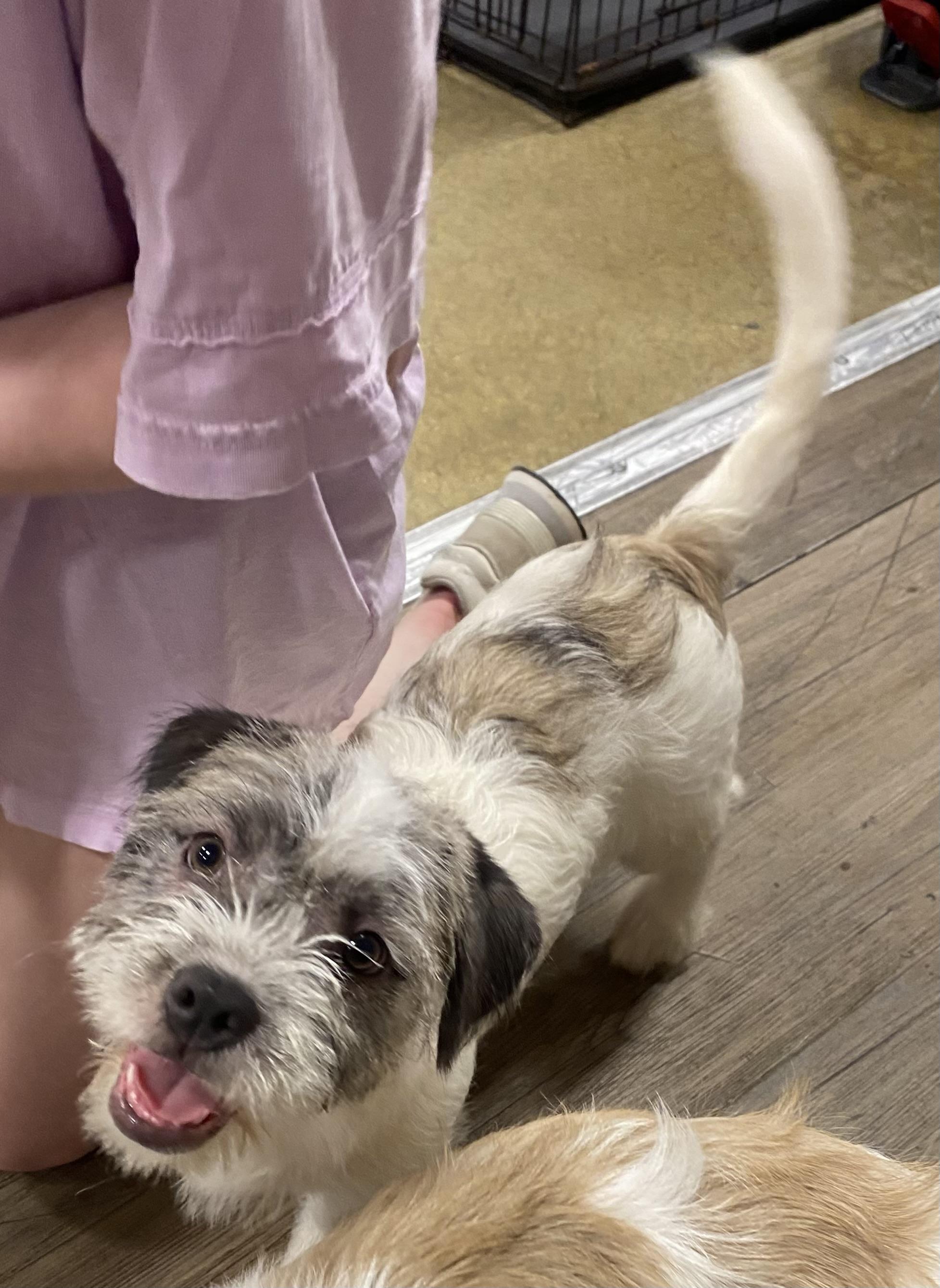 Veronica, an adopted mixed breed in warrenville, SC image 4/5