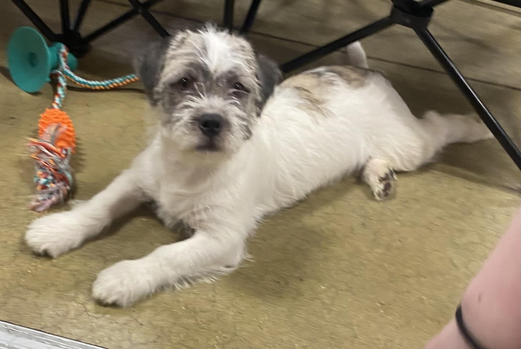 Veronica, an adopted mixed breed in warrenville, SC image 3/5