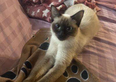 Sweet Pea, Adopted, Adult Female Siamese & Domestic Short Hair.