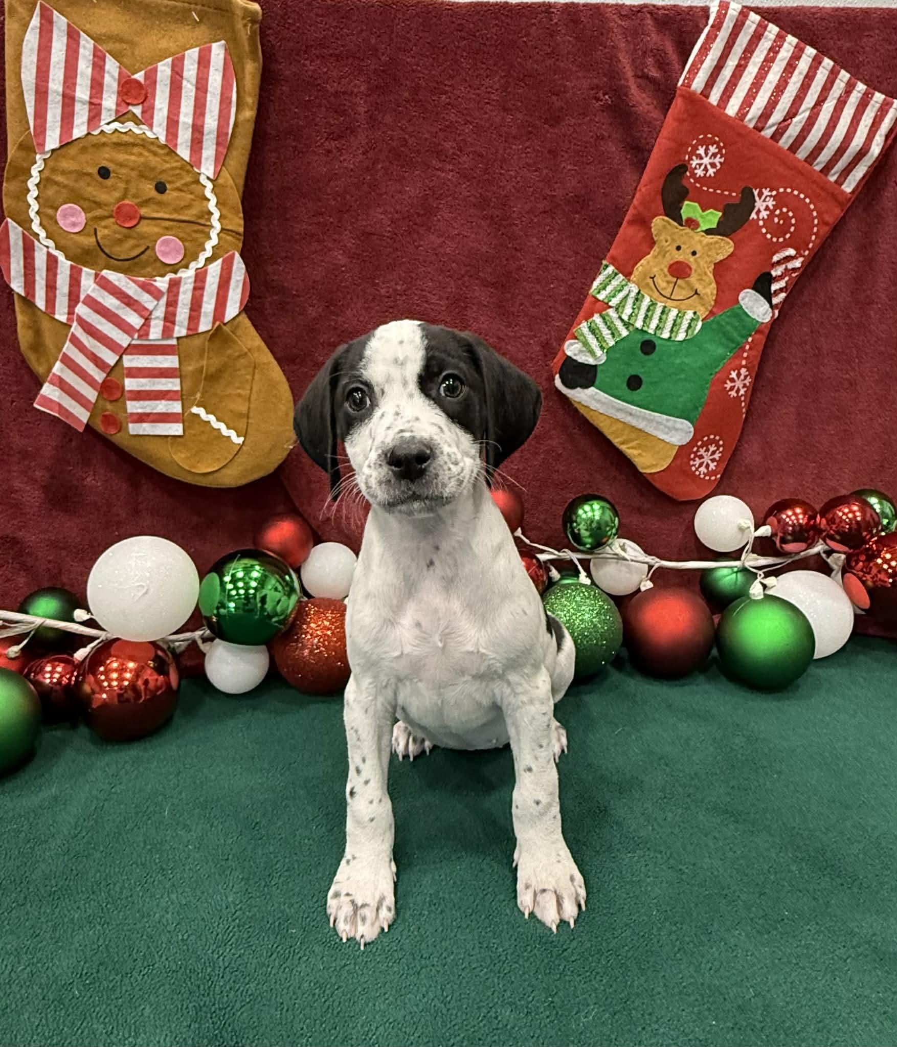 Enlarge Inga, a ADOPTABLE mixed breed in Kalamazoo, MI image 1/1