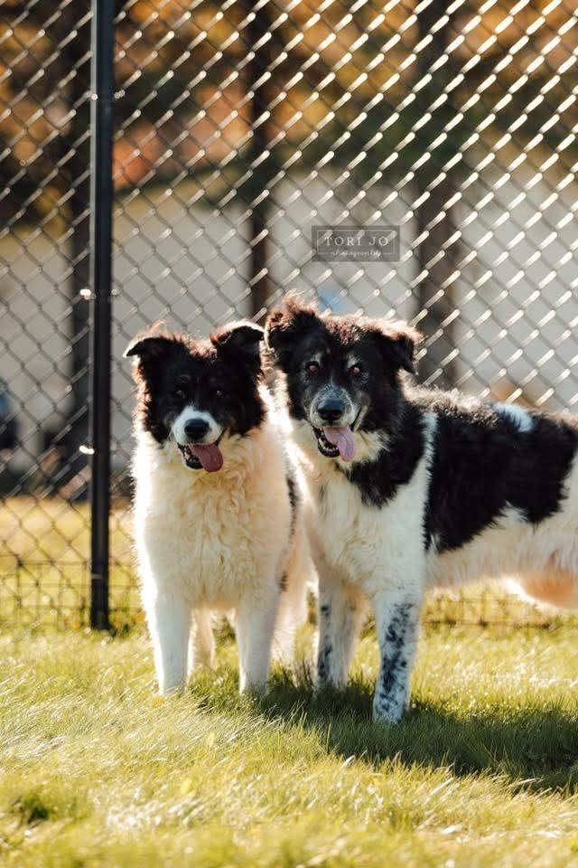 Fortune, a Adoptable mixed breed in Wausau, WI image 1/6