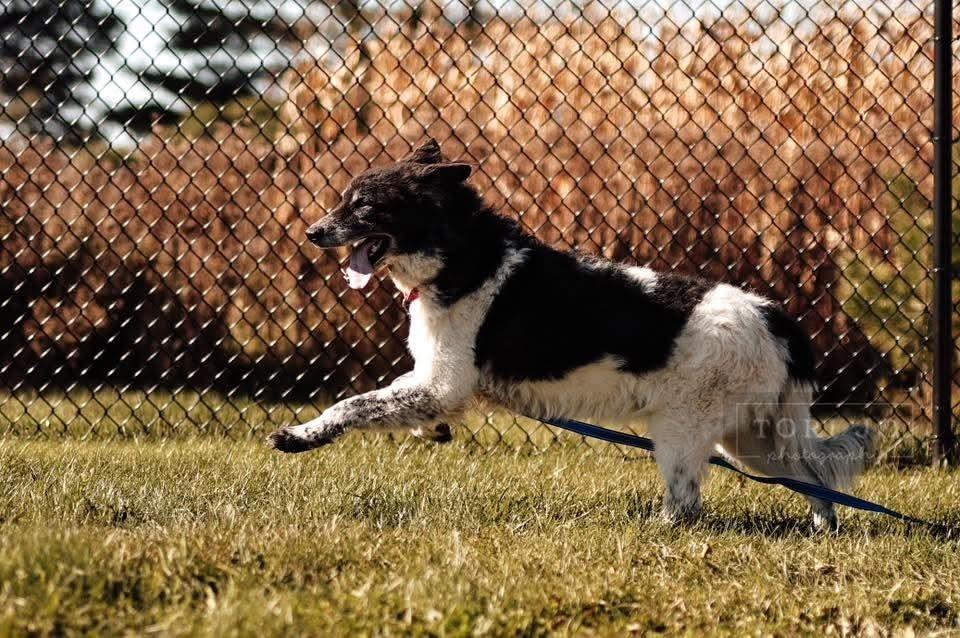 Fortune, a Adoptable mixed breed in Wausau, WI image 2/6