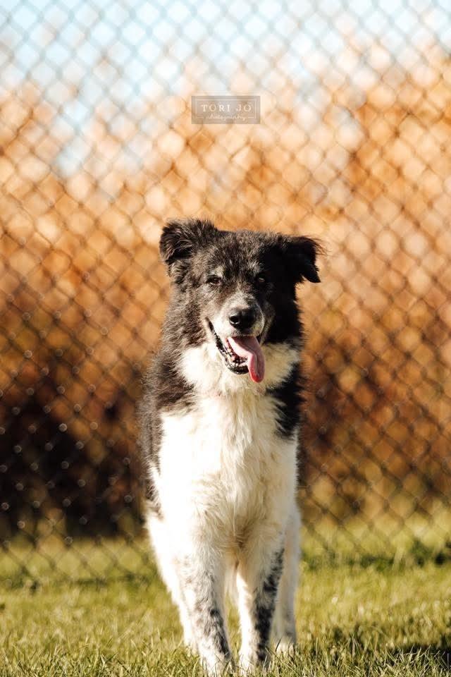 Fortune, Adoptable, Adult Male Shepherd.