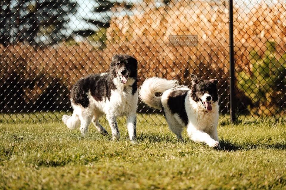 Fortune, Adoptable, Adult Male Shepherd.