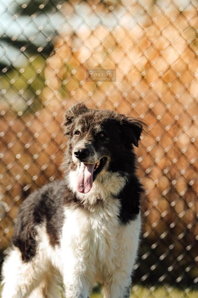 Fortune, a Adoptable mixed breed in Wausau, WI image 5/6