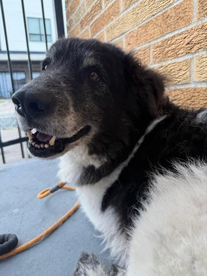 Fortune, Adoptable, Adult Male Shepherd.