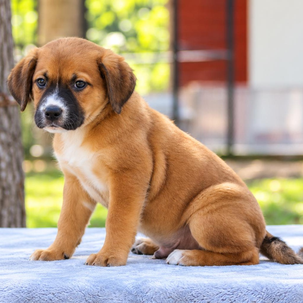 Enlarge Stanley, a Adoptable mixed breed in Brattleboro, VT image 3/5