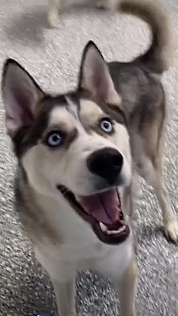 Enlarge Kilo, a Adopted mixed breed in Studio City, CA image 5/5