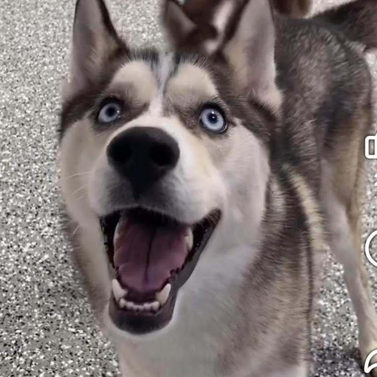 Enlarge Kilo, a Adopted mixed breed in Studio City, CA image 2/5