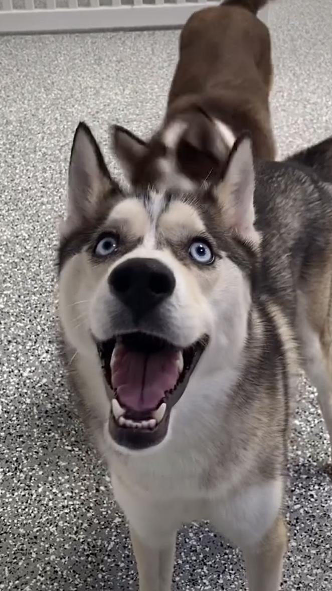 Enlarge Kilo, a Adopted mixed breed in Studio City, CA image 4/5