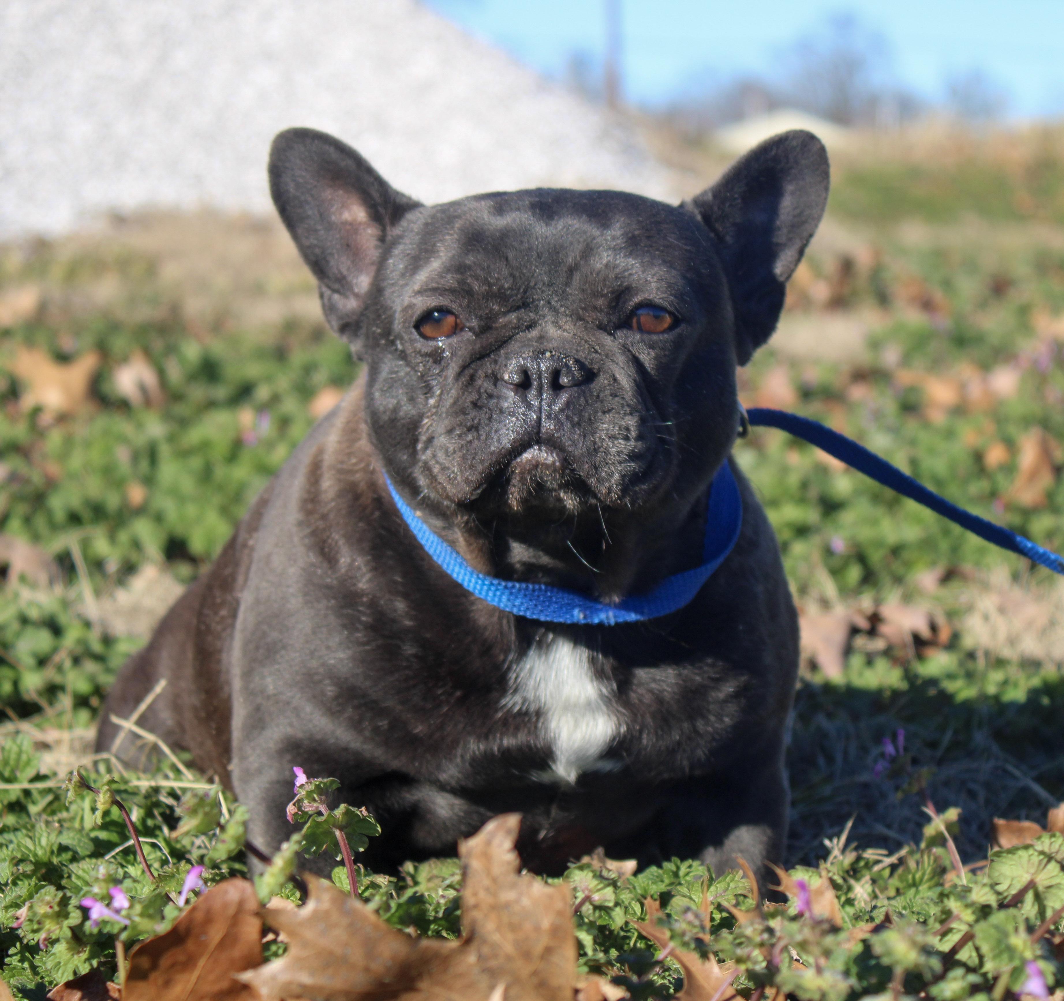 Enlarge Peabbly, a ADOPTABLE French Bulldog in Neosho, MO image 2/2