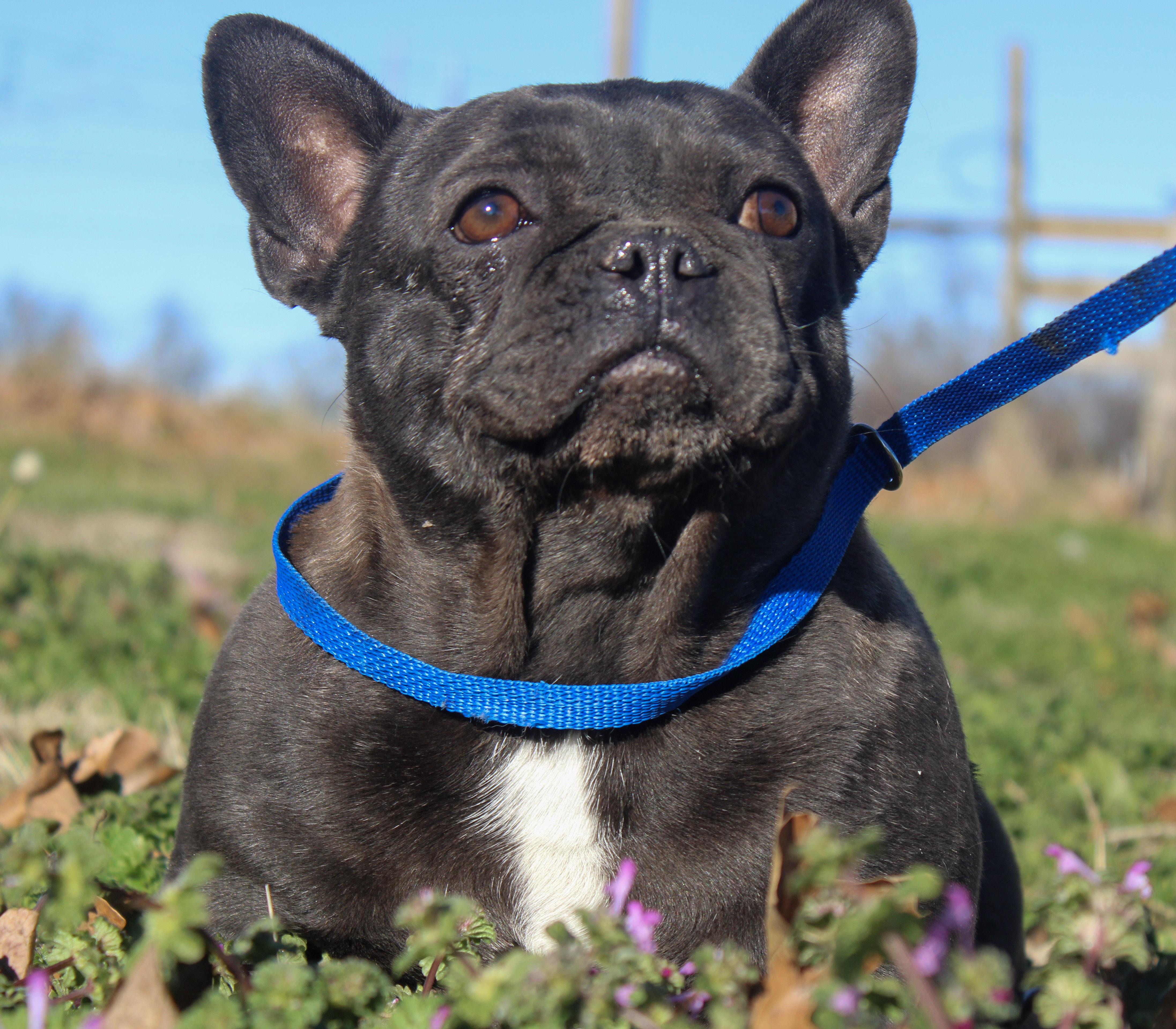 Peabbly, ADOPTABLE, Adult Female French Bulldog.